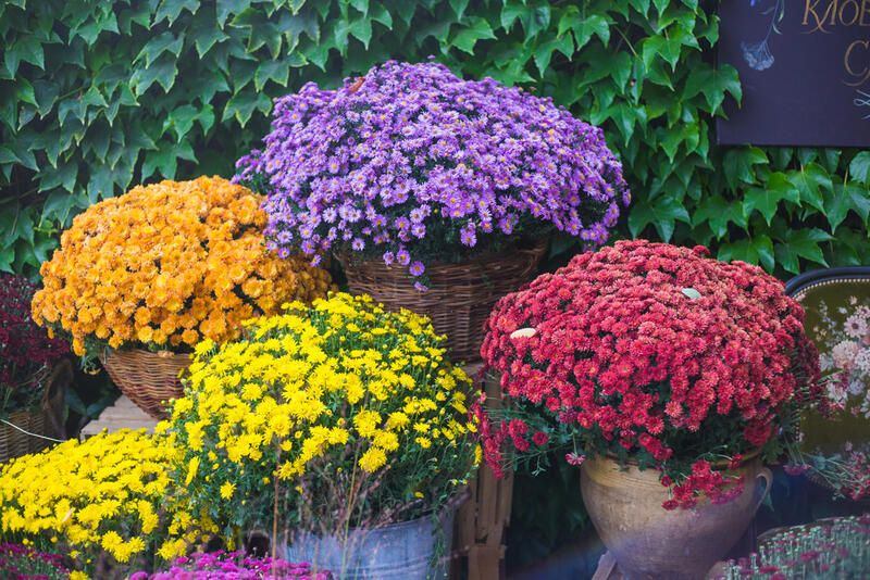 The Essential Mum Planting Guide: Growing, Planting & Caring - Shrubhub