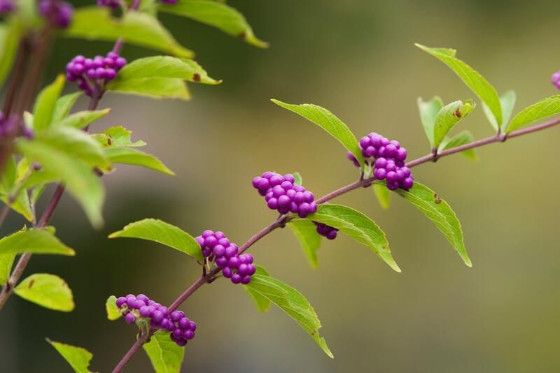 American Beautyberry Care & Growth Tips For Flowering Shrubs Lovers - Shrubhub