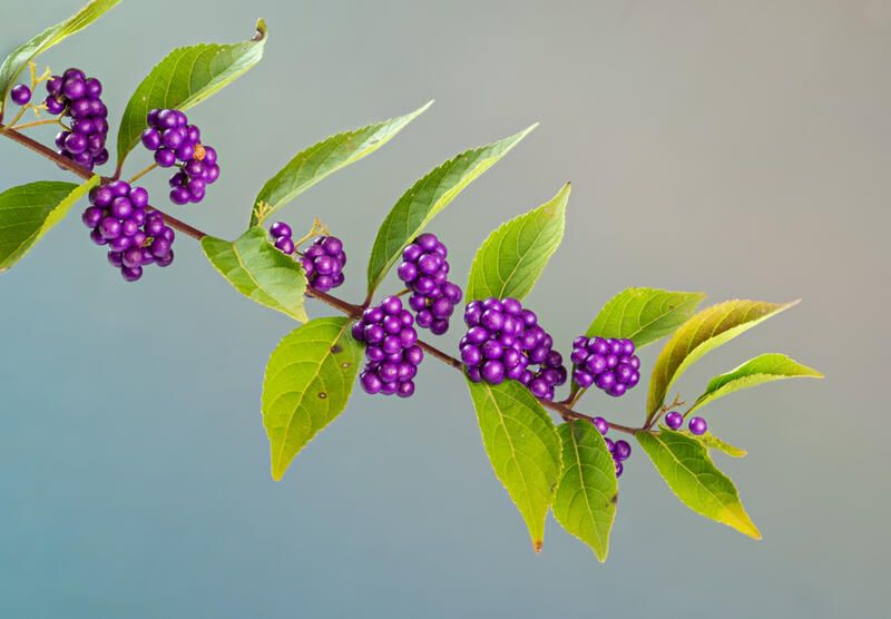 American Beautyberry Care & Growth Tips For Flowering Shrubs Lovers - Shrubhub