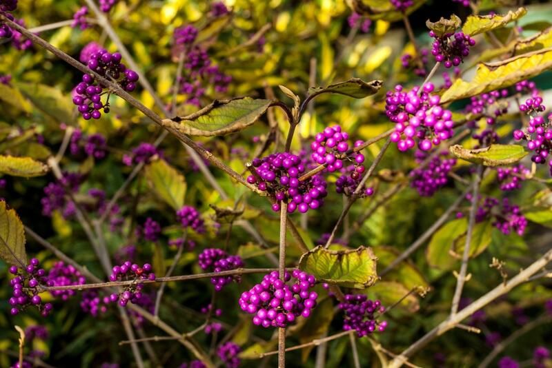 American Beautyberry Care & Growth Tips For Flowering Shrubs Lovers - Shrubhub