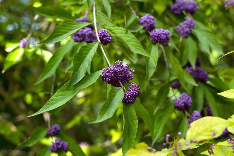 American Beautyberry Care & Growth Tips For Flowering Shrubs Lovers - Shrubhub