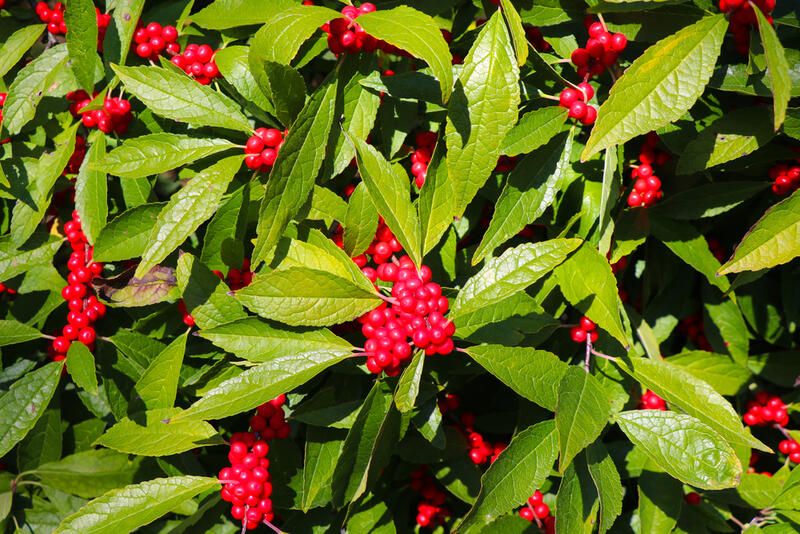 Winter Berry Stems -  Canada