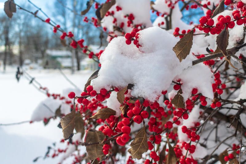 The Complete Winterberry Holly Care & Planting Guide - Shrubhub