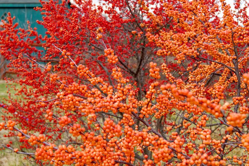 The Complete Winterberry Holly Care & Planting Guide - Shrubhub