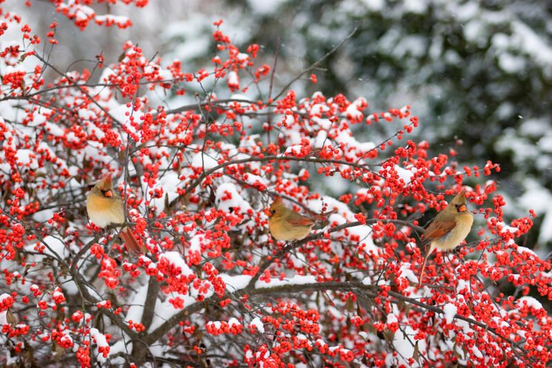 The Complete Winterberry Holly Care & Planting Guide - Shrubhub