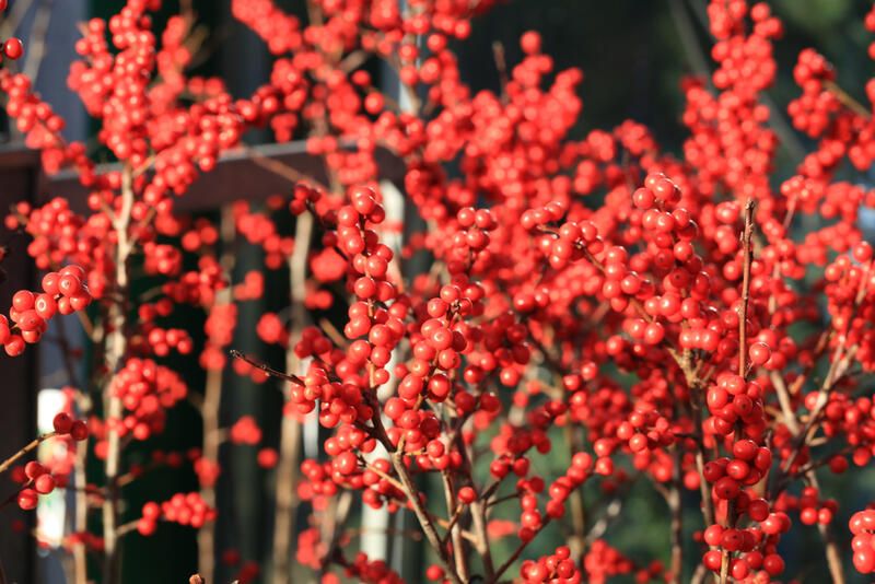 The Complete Winterberry Holly Care & Planting Guide - Shrubhub