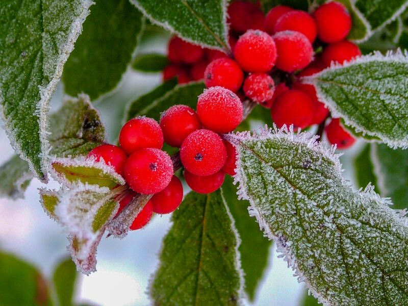 The Complete Winterberry Holly Care & Planting Guide - Shrubhub