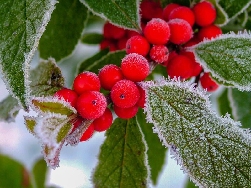 The Complete Winterberry Holly Care & Planting Guide - Shrubhub