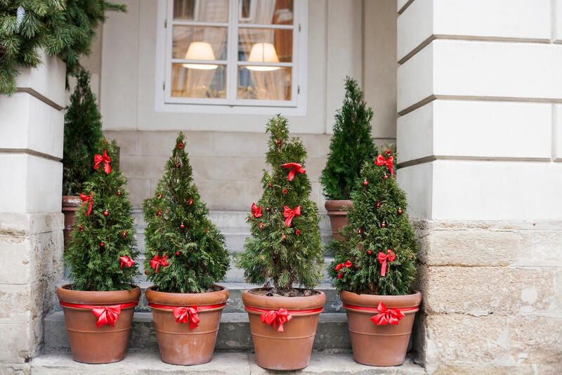 Potted Christmas Tree Care: Here’s What to Know - Shrubhub
