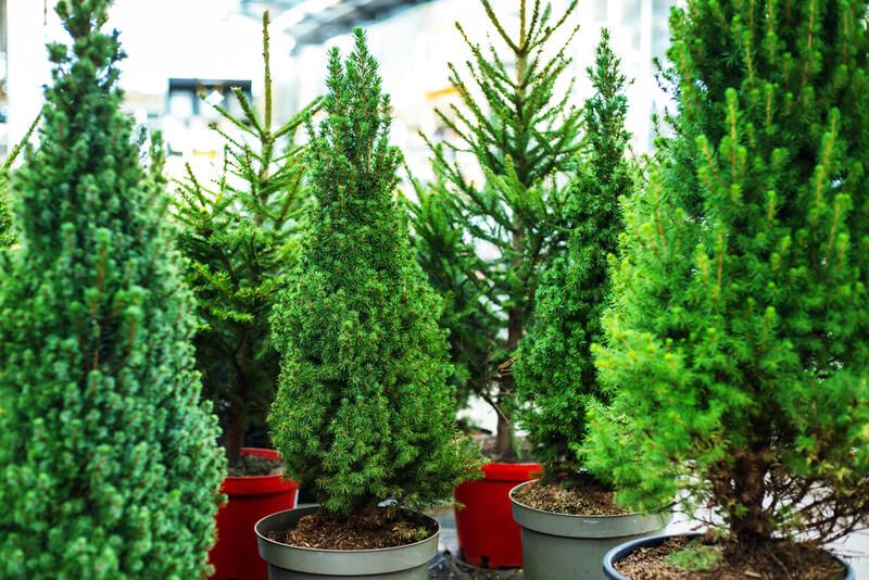 Potted Christmas Tree Care: Here’s What to Know - Shrubhub
