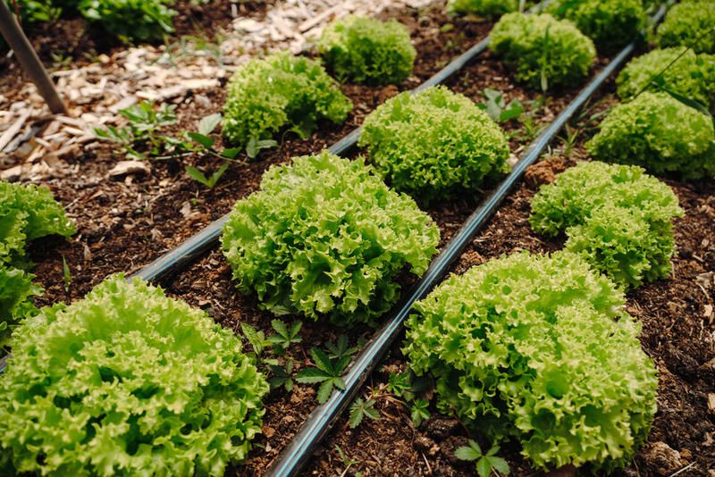 A Beginner's Guide To Your Garden Irrigation System - Shrubhub