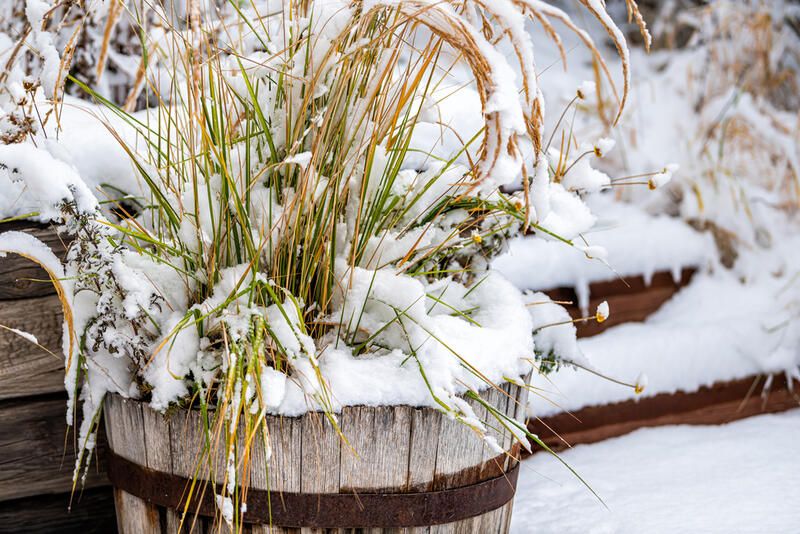 16 Garden Winter Prep Tips For Healthy Plants - Shrubhub