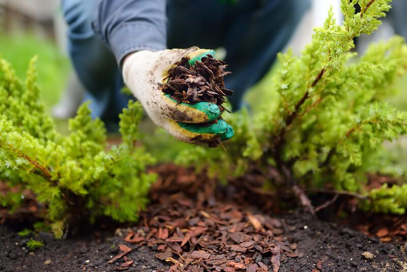 16 Garden Winter Prep Tips For Healthy Plants - Shrubhub