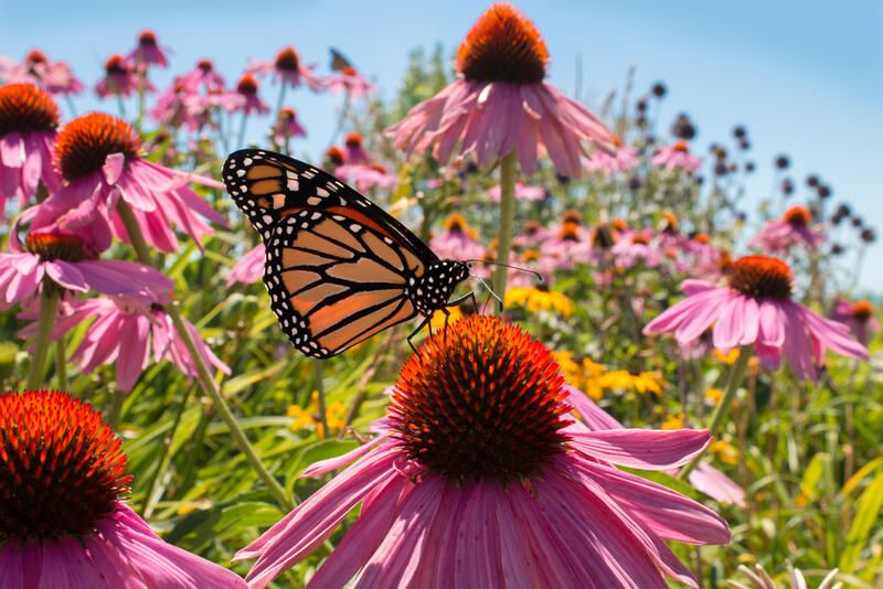 Why and How to Grow A Pollinator Garden - Shrubhub