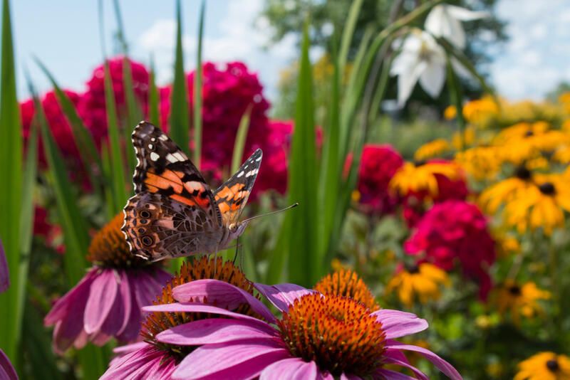 Why and How to Grow A Pollinator Garden - Shrubhub