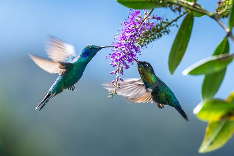 Why and How to Grow A Pollinator Garden - Shrubhub