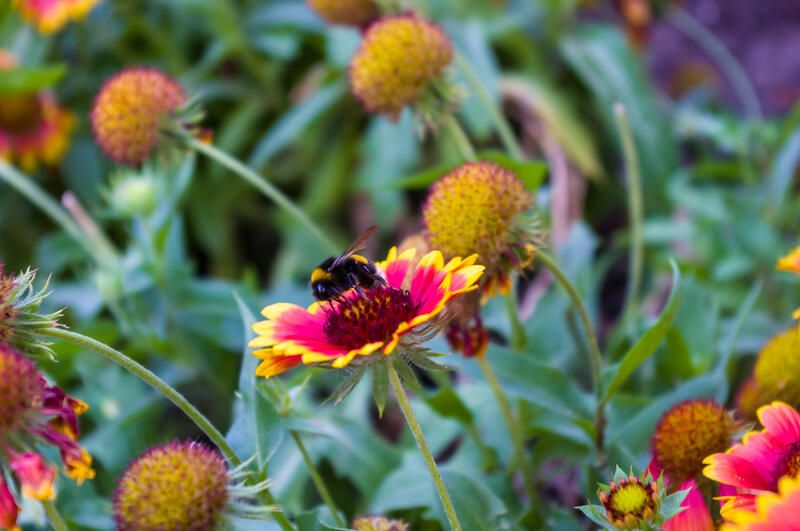 Why and How to Grow A Pollinator Garden - Shrubhub