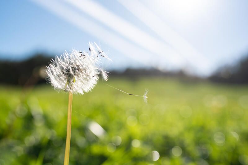 Why and How to Grow A Pollinator Garden - Shrubhub