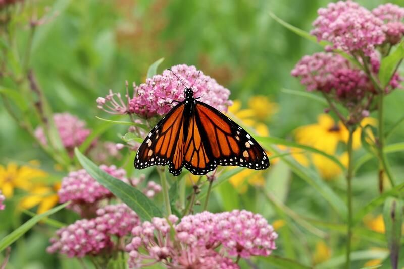 Why and How to Grow A Pollinator Garden - Shrubhub