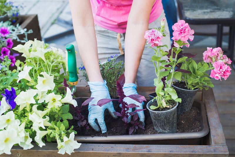 Top 8 Container Garden Ideas for Charming Displays  - Shrubhub