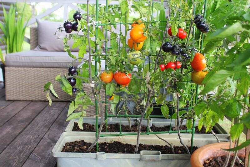 Top 8 Container Garden Ideas for Charming Displays  - Shrubhub