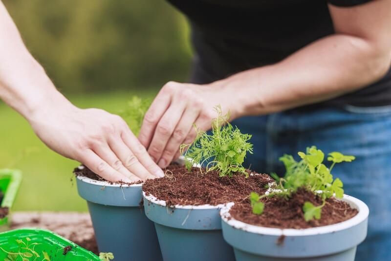 Top 8 Container Garden Ideas for Charming Displays  - Shrubhub