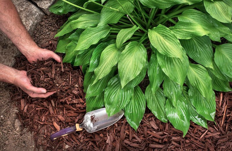 Fall Mulch Pros and Cons: Is It a Holy Grail or an Epic Fail? - Shrubhub