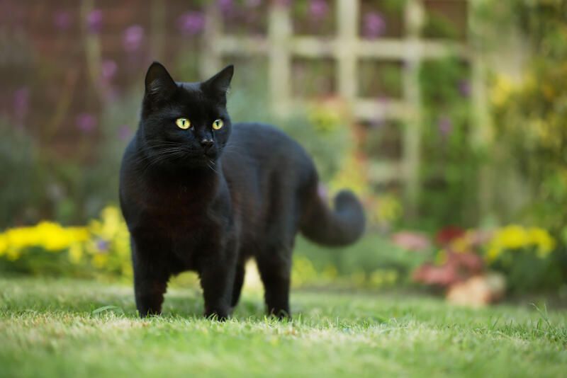 Cat Friendly Garden Ideas To Make Your Yard Safe and Inviting - Shrubhub