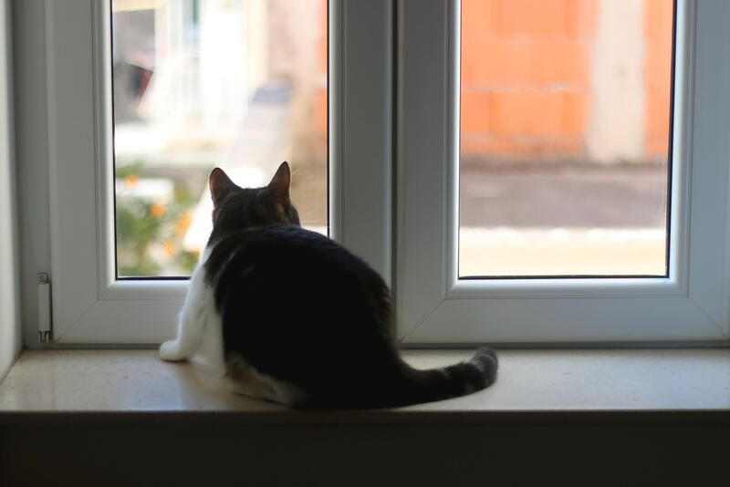 Cat Friendly Garden Ideas To Make Your Yard Safe and Inviting - Shrubhub