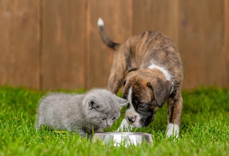 Cat Friendly Garden Ideas To Make Your Yard Safe and Inviting - Shrubhub