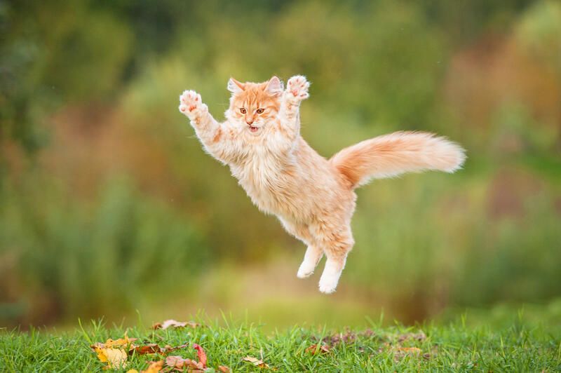 Cat Friendly Garden Ideas To Make Your Yard Safe and Inviting - Shrubhub