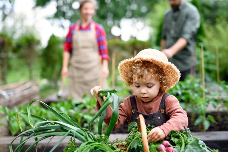 Affordable Garden Ideas for the Budget-Conscious Homeowner - Shrubhub