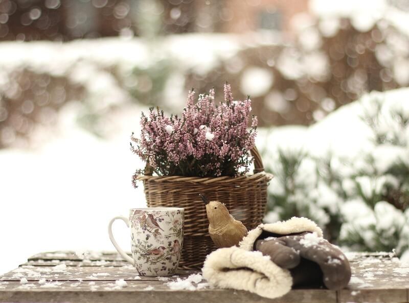 Plants to Grow in Winter: Keep Your Garden Looking Lush All Year Round - Shrubhub