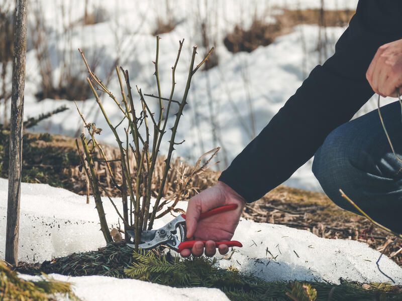 Plants to Grow in Winter: Keep Your Garden Looking Lush All Year Round - Shrubhub