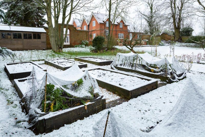 Plants to Grow in Winter: Keep Your Garden Looking Lush All Year Round - Shrubhub