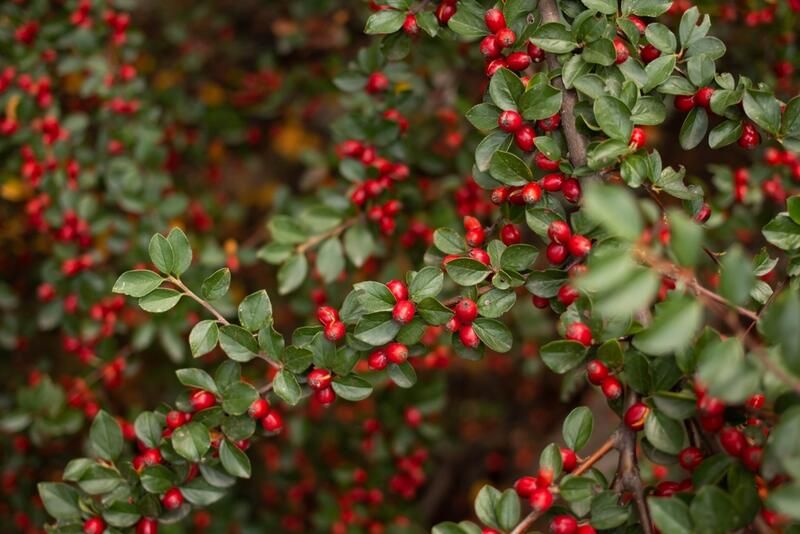 Plants to Grow in Winter: Keep Your Garden Looking Lush All Year Round - Shrubhub