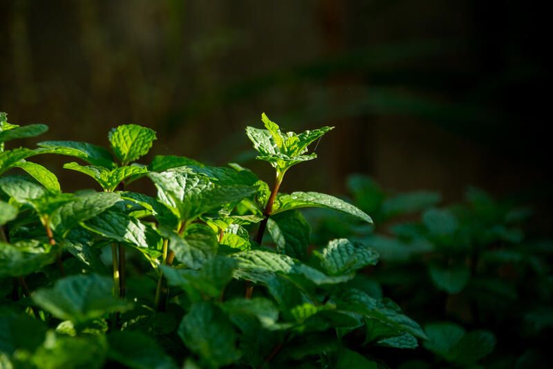 20 Wildlife Friendly Garden Solutions That Will Help You Bring Nature Into Your House - Shrubhub