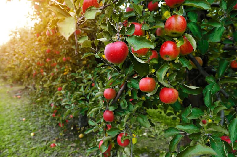 How to Grow Apples: The Full Planting Guide