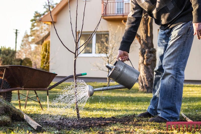 How to Grow Apples: The Full Planting Guide - Shrubhub