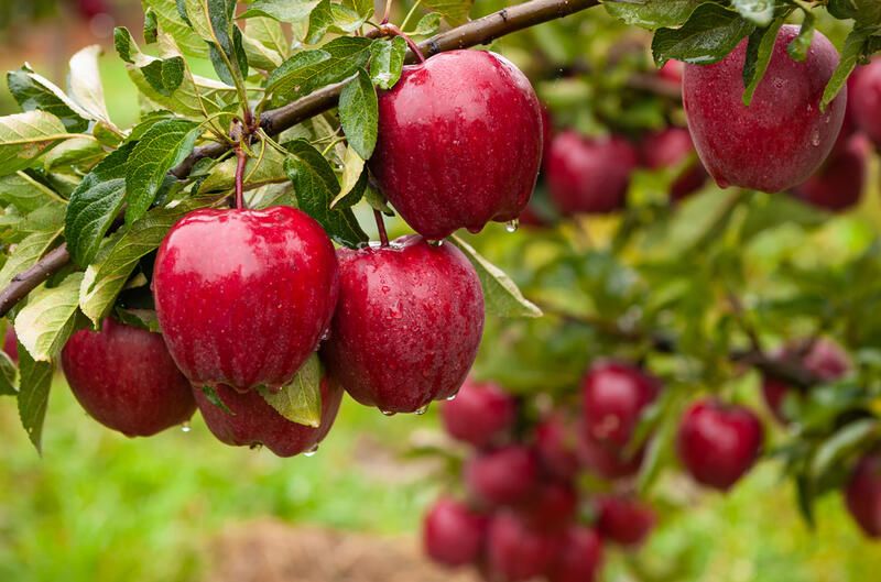 How to Grow Apples: The Full Planting Guide - Shrubhub