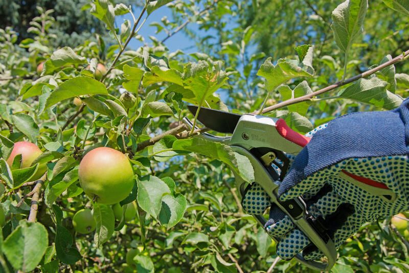 How to Grow Apples: The Full Planting Guide - Shrubhub