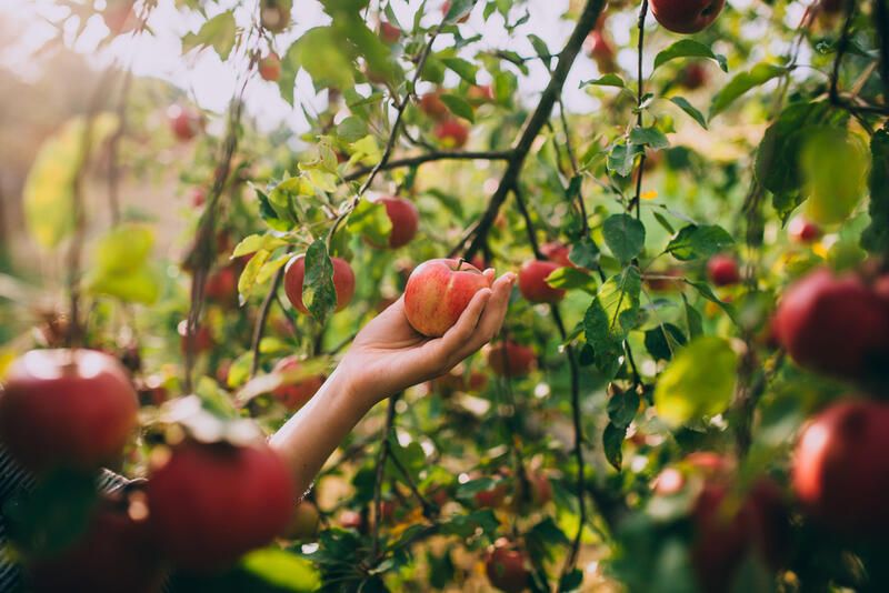 How to Grow Apples: The Full Planting Guide - Shrubhub