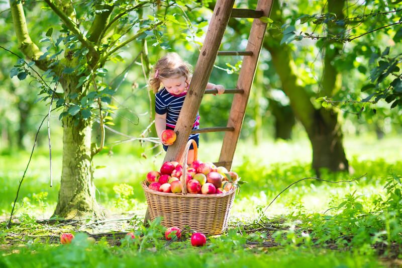 How to Grow Apples: The Full Planting Guide - Shrubhub