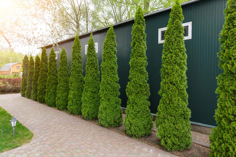 Enjoy a Lively Garden All Year Around by Landscaping With Evergreens - Shrubhub