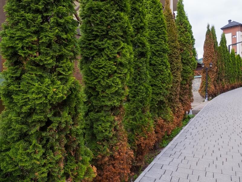 Enjoy a Lively Garden All Year Around by Landscaping With Evergreens - Shrubhub