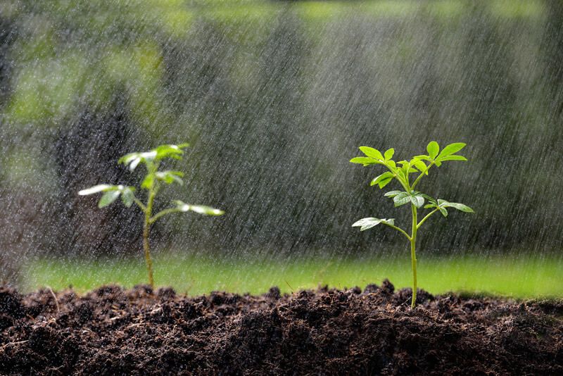 How to Plan the Perfect Rain Garden Design - Shrubhub