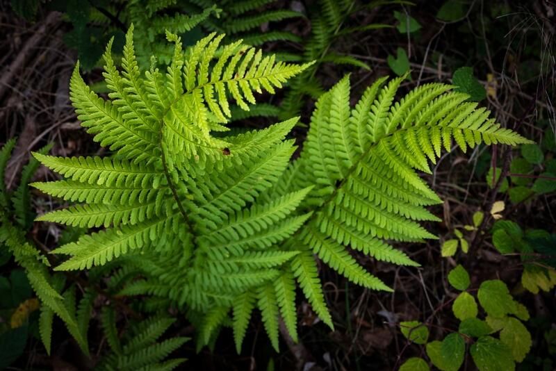 How to Plan the Perfect Rain Garden Design - Shrubhub