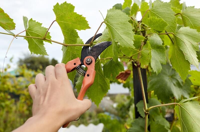 How to Prune Shrubs: Pruning 101 - Shrubhub