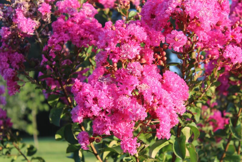 How to Prune Shrubs: Pruning 101 - Shrubhub