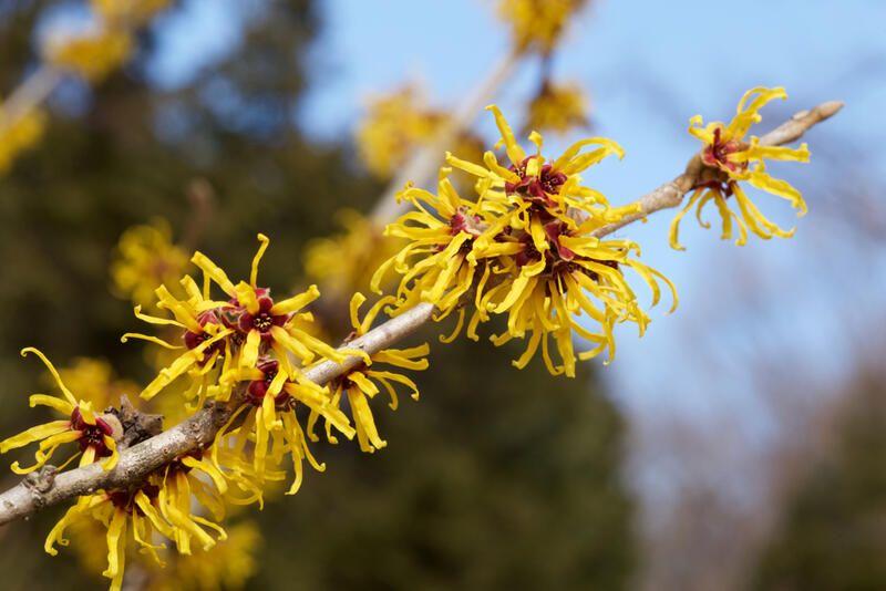 Planting Guide: Witch Hazel Plant Care
